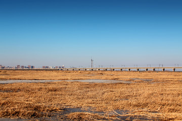 高架桥湿地