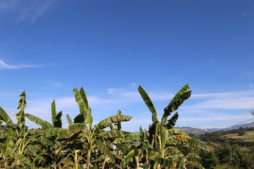 蓝天白云香蕉树