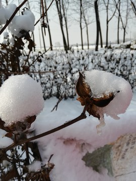 雪棉花