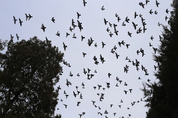 一大群鸽子飞翔