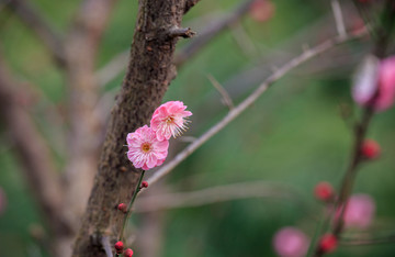 梅花