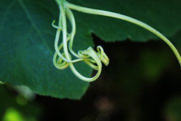 植物卷须