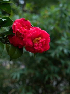 山茶花素材