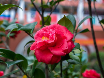 山茶花素材