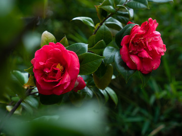 茶花素材