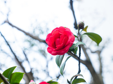 茶花素材