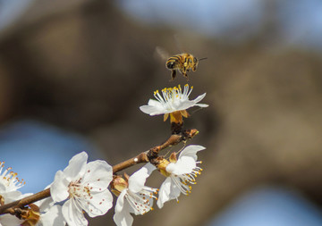 蜜蜂与梅花