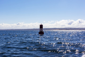 加州蒙特利尔海湾里灯塔和海豹