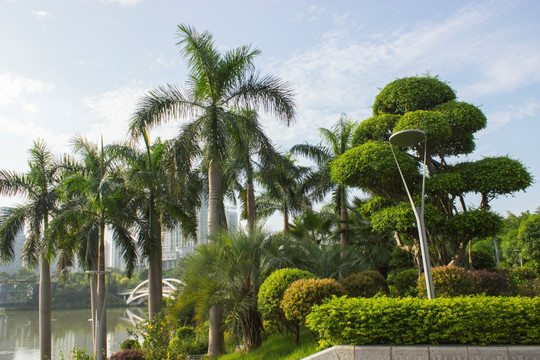 大王椰子树和垂叶榕