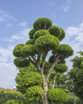 垂叶榕