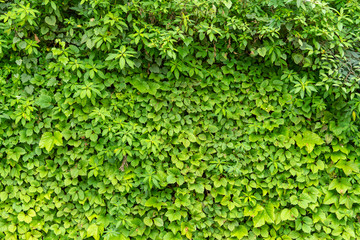 一大片绿色的叶子组成的植物墙