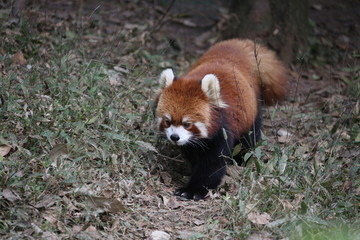 小熊猫