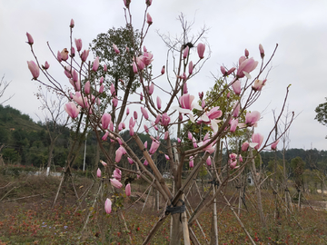 玉兰花