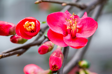 海棠花花朵花卉