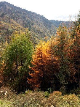 秋天的黄杉树