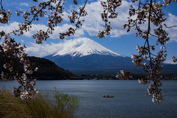 富士山和樱花