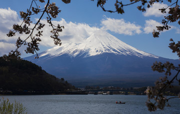 富士山樱花