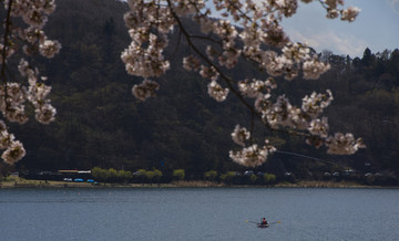 富士山樱花