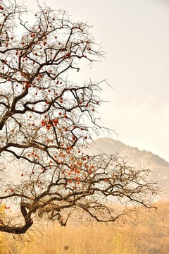 秋天山里的柿子树