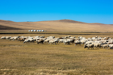 蒙古包秋季草原羊群