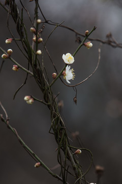 梅花