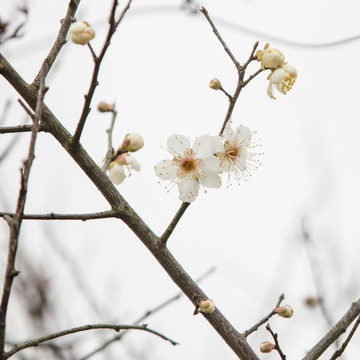 梅花