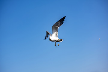 海鸥