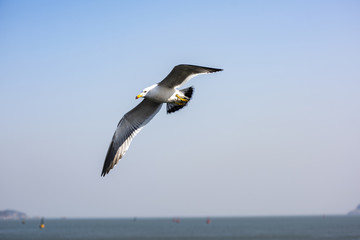 海鸥