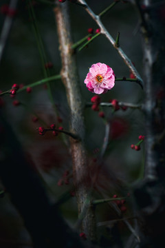 红色梅花