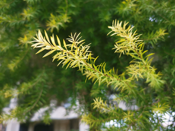 松柏松树松叶