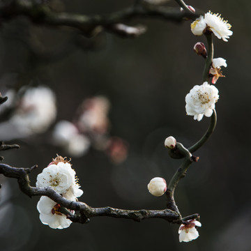 梅花