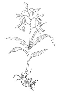 手繪白芨