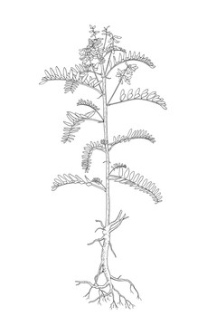 手繪黃芪