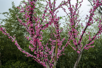 塑料花