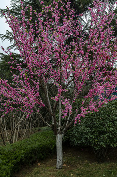 塑料花