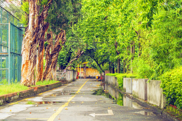 广州红砖厂林荫道路