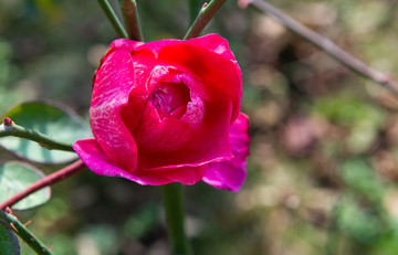 玫瑰花月季花花朵花卉