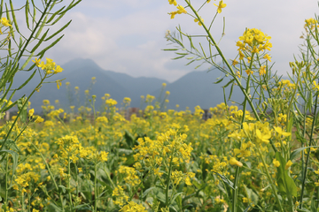 油菜花