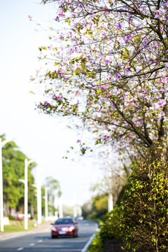 唯美的紫荆花背景交通场景图片