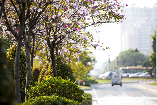 唯美的紫荆花背景交通场景图片
