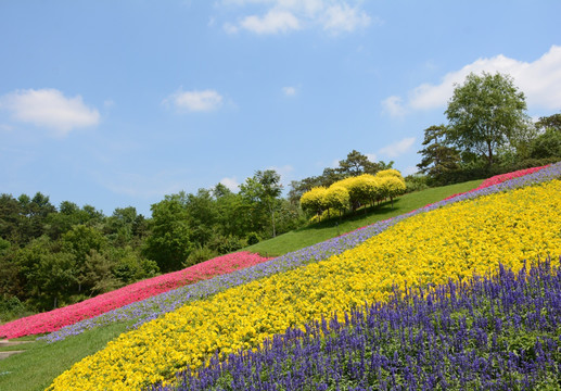 花坛