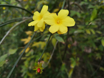 迎春花