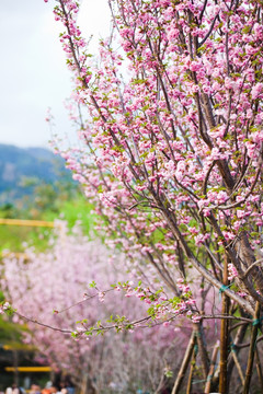 樱花大道