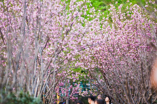 櫻花大道