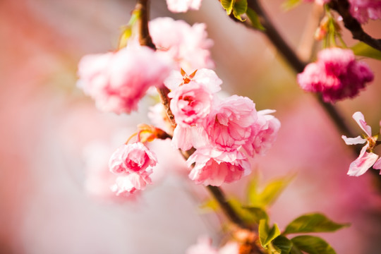 樱花特写