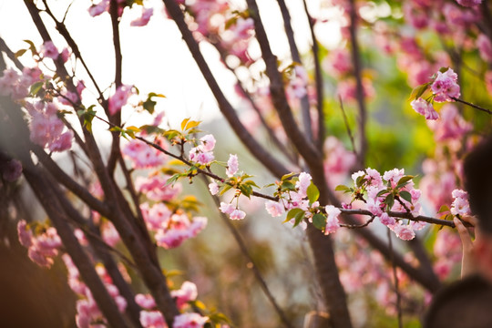 樱花树林