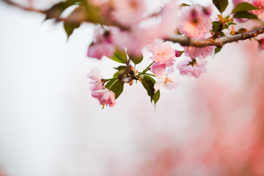 樱花特写