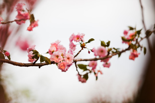 樱花特写