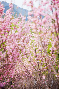 樱花树林