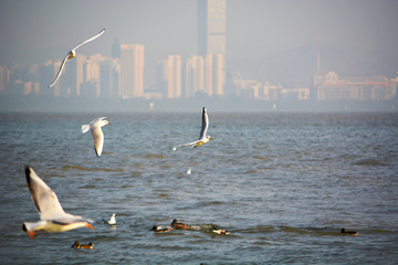 海鸥飞翔